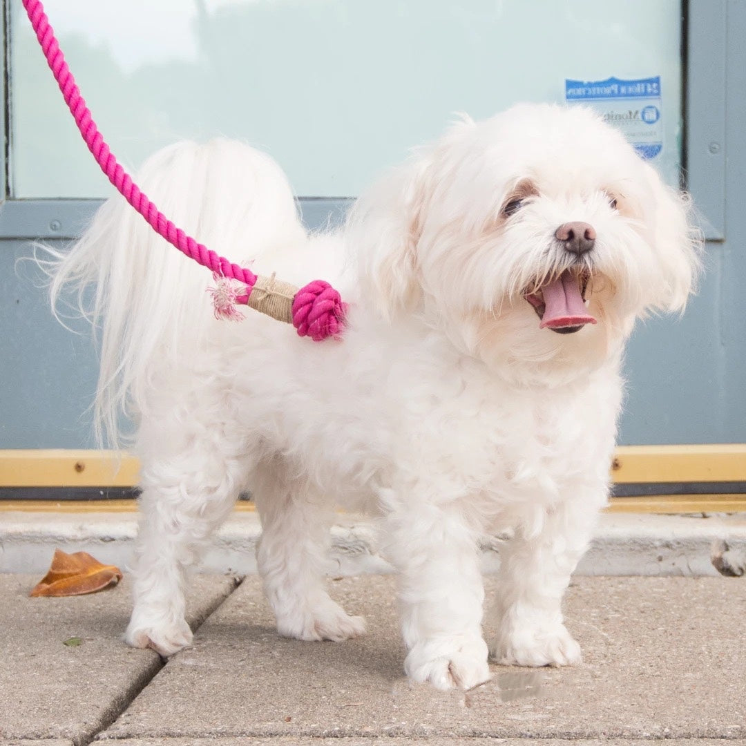 Rope Leash - Dust