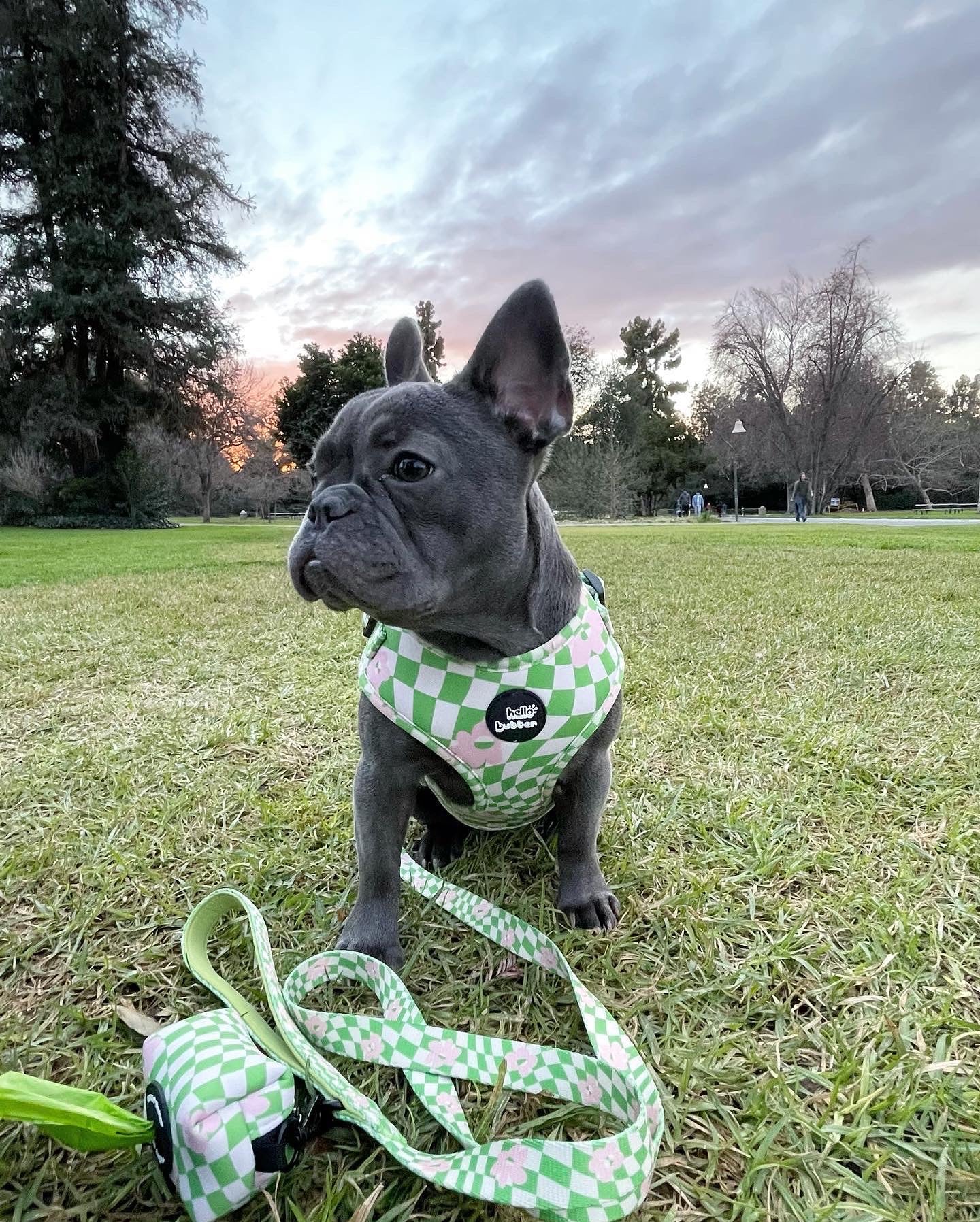 Green Wave Checker -Leash